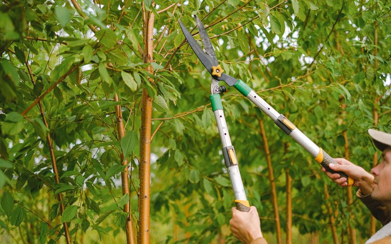 Tree trimming in Roxboro, NC
